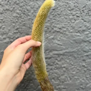 Monkey Tail Cactus Live Plant – Hildewintera Colademononis – Rare Succulent – Bare Root 6-8 inch - Image 6