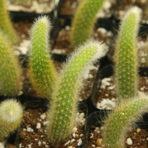 Monkey Tail Cactus Live Plant – Hildewintera Colademononis – Rare Succulent – Bare Root 6-8 inch - Image 7