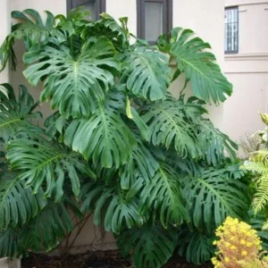 Monstera Deliciosa Live Plant – 10-12 inch Tall – Split-Leaf Tropical Houseplant – Indoor - Image 2