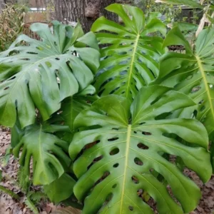 Monstera Deliciosa Live Plant – 10-12 inch Tall – Split-Leaf Tropical Houseplant – Indoor - Image 3