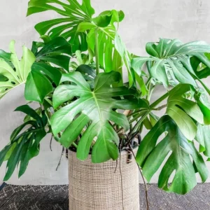 Monstera Deliciosa Live Plant – 10-12 inch Tall – Split-Leaf Tropical Houseplant – Indoor - Image 4