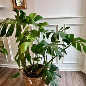 Monstera Deliciosa Live Plant – 10-12 inch Tall – Split-Leaf Tropical Houseplant – Indoor - Image 5