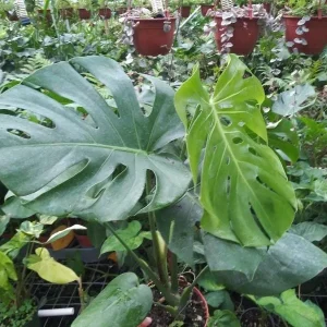 Monstera Deliciosa Live Plant – 10-12 inch Tall – Split-Leaf Tropical Houseplant – Indoor - Image 6