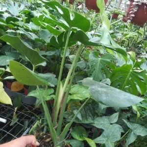 Monstera Deliciosa Live Plant – 10-12 inch Tall – Split-Leaf Tropical Houseplant – Indoor - Image 7