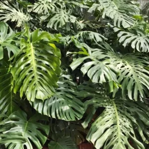 Monstera Deliciosa Live Plant – 10-12 inch Tall – Split-Leaf Tropical Houseplant – Indoor - Image 1