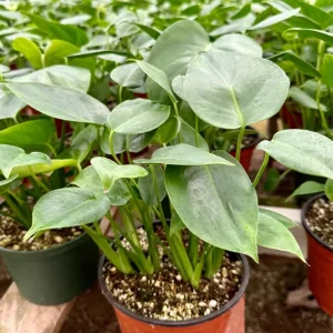 Monstera Deliciosa Live Plant – Split-Leaf Philodendron Houseplant – 4 to 6 inch Pot – Indoor Tropical Vine - Image 3