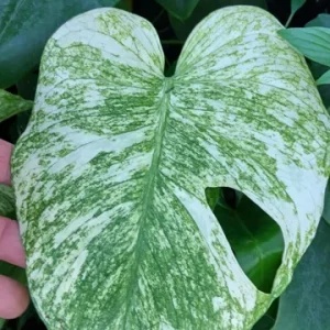 Monstera Mint Philodendron Live Plant – 4 to 6 inch Tall – Potted Houseplant - Image 2