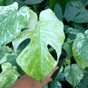 Monstera Mint Philodendron Live Plant – 4 to 6 inch Tall – Potted Houseplant - Image 1