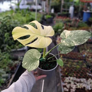 Monstera Mint Philodendron Live Plant – 4 to 6 inch Tall – Potted Houseplant - Image 1