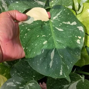 Monstera Thai Constellation Live Plant 4 inch Pot - Rare Variegated Indoor Aroid - Image 2
