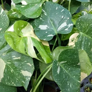 Monstera Thai Constellation Live Plant 4 inch Pot - Rare Variegated Indoor Aroid - Image 3
