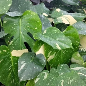 Monstera Thai Constellation Live Plant 4 inch Pot - Rare Variegated Indoor Aroid - Image 4