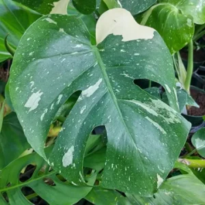 Monstera Thai Constellation Live Plant 4 inch Pot - Rare Variegated Indoor Aroid - Image 1