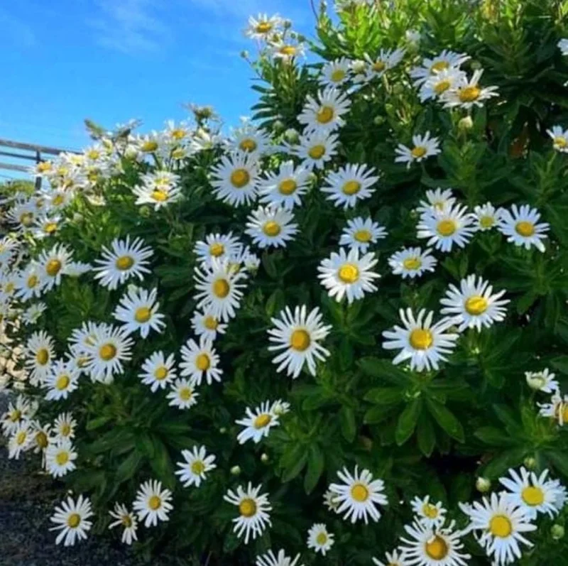 Montauk Daisy Live Plant - 2-5" Tall - Nipponanthemum nipponicum - Hardy Perennial Flower for Garden - Image 2