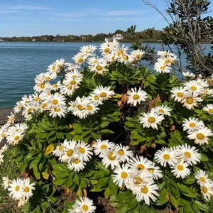 Montauk Daisy Live Plant - 2-5" Tall - Nipponanthemum nipponicum - Hardy Perennial Flower for Garden - Image 1