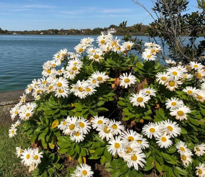 Montauk Daisy Live Plant - 2-5" Tall - Nipponanthemum nipponicum - Hardy Perennial Flower for Garden - Image 1