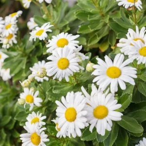 Montauk Daisy Live Plant - 2-5