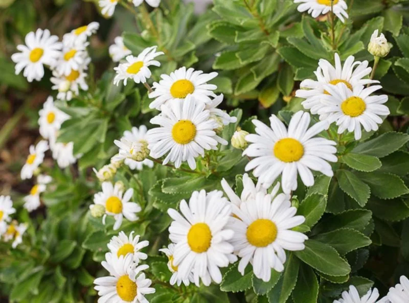 Montauk Daisy Live Plant - 2-5" Tall - Nipponanthemum nipponicum - Hardy Perennial Flower for Garden - Image 3