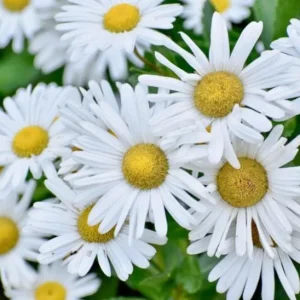 Montauk Daisy Live Plant - 2-5