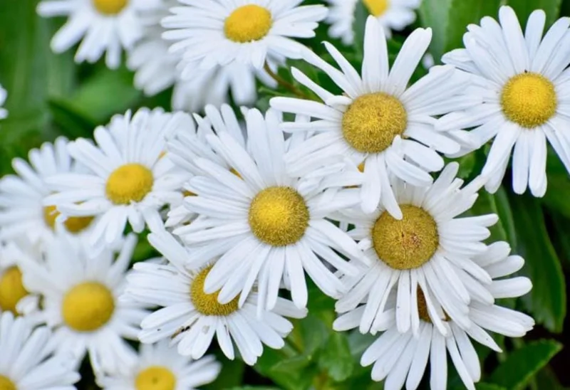 Montauk Daisy Live Plant - 2-5" Tall - Nipponanthemum nipponicum - Hardy Perennial Flower for Garden - Image 4