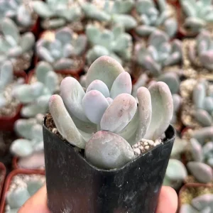 Moonstone Succulent Live Plant - Pachyphytum oviferum - Pink/Blue - 2 inch Pot - Image 2