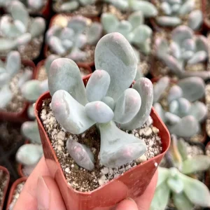 Moonstone Succulent Live Plant - Pachyphytum oviferum - Pink/Blue - 2 inch Pot - Image 3