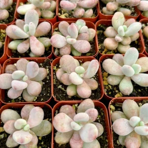 Moonstone Succulent Live Plant - Pachyphytum oviferum - Pink/Blue - 2 inch Pot - Image 4
