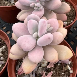Moonstone Succulent Live Plant - Pachyphytum oviferum - Pink/Blue - 2 inch Pot - Image 5