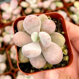 Moonstone Succulent Live Plant - Pachyphytum oviferum - Pink/Blue - 2 inch Pot - Image 1