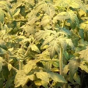 Mortgage Lifter Tomato Live Plants, Indeterminate, Heirloom, 3-Pack, 6-10 inches Tall, Outdoor - Image 1