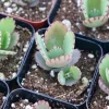 Mother of Thousands Live Plant - Kalanchoe Daigremontiana - 2 inch pot - Image 1