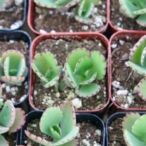 Mother of Thousands Live Plant - Kalanchoe Daigremontiana - 2 inch pot - Image 2