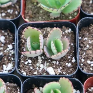 Mother of Thousands Live Plant - Kalanchoe Daigremontiana - 2 inch pot - Image 3