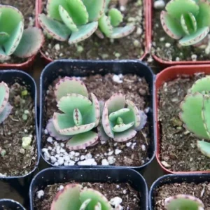 Mother of Thousands Live Plant - Kalanchoe Daigremontiana - 2 inch pot - Image 4