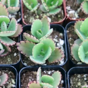 Mother of Thousands Live Plant - Kalanchoe Daigremontiana - 2 inch pot - Image 5