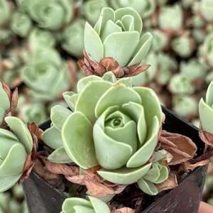 Mountain Rose Succulent Live Plant Greenovia Aurea - 2 inch or 4 inch Pot - Image 4