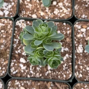 Mountain Rose Succulent Live Plant Greenovia Aurea - 2 inch or 4 inch Pot - Image 7