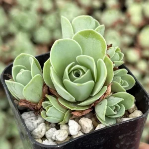 Mountain Rose Succulent Live Plant Greenovia Aurea - 2 inch or 4 inch Pot - Image 1