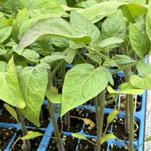 Mr. Stripey Tomato Live Plants (Lot of 2) - 6-10 inches Tall, Heirloom Variety - Image 1