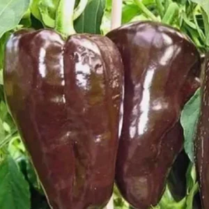 Mulato Isleno Hot Pepper Live Plants - 3 Pack, 1000 SHU Mild Chocolate Chili - Image 1