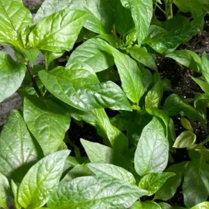 Mulato Isleno Hot Pepper Live Plants - 3 Pack, 1000 SHU Mild Chocolate Chili - Image 2