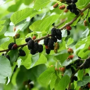 Mulberry Live Plant 6-8in Tall - Fruit Tree in 4in Pot - Image 2