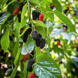 Mulberry Live Plant 6-8in Tall - Fruit Tree in 4in Pot - Image 1