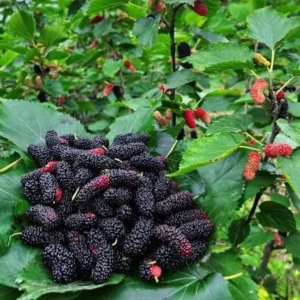 Mulberry Live Plant – 8-12 inch – 4 inch pot – Fruit Tree - Image 2