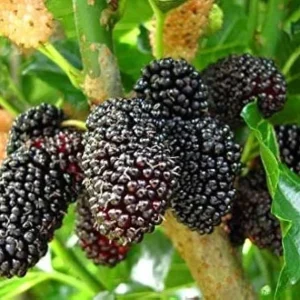 Mulberry Live Plant – 8-12 inch – 4 inch pot – Fruit Tree - Image 1