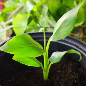 Musa Basjoo Banana Tree - Cold Hardy Japanese Live Plant - 4-6 Inch Starter - Outdoor - Image 2
