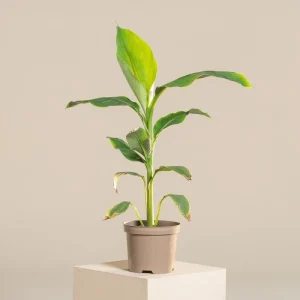 Musa Basjoo Banana Tree - Cold Hardy Japanese Live Plant - 4-6 Inch Starter - Outdoor - Image 1
