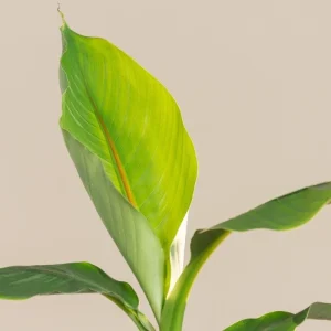 Musa Basjoo Banana Tree - Cold Hardy Japanese Live Plant - 4-6 Inch Starter - Outdoor - Image 3