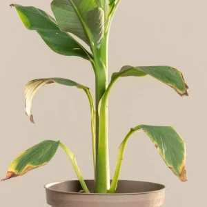 Musa Basjoo Banana Tree - Cold Hardy Japanese Live Plant - 4-6 Inch Starter - Outdoor - Image 4