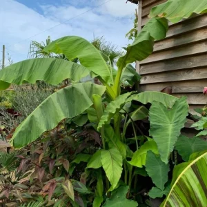 Musa Basjoo Banana Tree - Cold Hardy Japanese Live Plant - 4-6 Inch Starter - Outdoor - Image 6